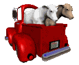 У овечек свой транспорт