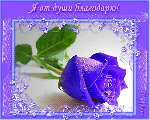 Я от души благодарю! Голубая роза