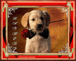 Собачка держит розу
