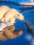 Белый медведь и дельфин целуются