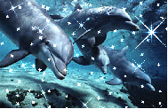 Группа дельфинов