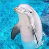 Дельфин стоит в воде