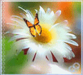 Оранжевая бабочка  на ромашке