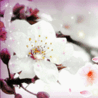 Цветы вишни под снегом