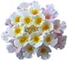 Весенние цветы смайлик