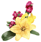Желтая лилия оттеняется бардовыми цветами