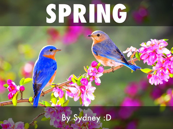 Открытка. 1 марта! День Весны! Привет из Сиднея
