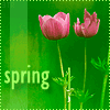 Весна, spring, тюльпаны
