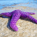 Морская звезда фиолетового цвета с мерцанием, лежащая на ...
