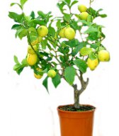 На деревце выросли лимоны