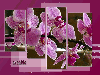 Переливы розовых орхидей