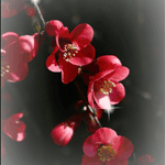 Красные цветы на ветке