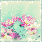 Нежно-розовые цветы космеи