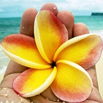 Цветок плюмерии в руке на фоне морского берега