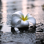 Белый цветок лежит на мостовой в воде