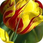 Красно-жёлтый тюльпан