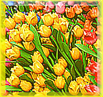 Тюльпаны. Огромный букет желтых цветов
