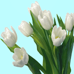 Букетик из семи белых тюльпанов