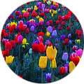 Разноцветные ттюльпаны