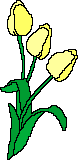 Три тюльпана