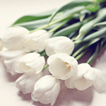 Белые тюльпаны большим букетом лежат для любимой