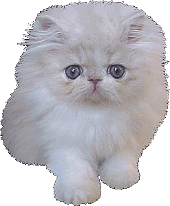 Белый пушистый котенок с голубыми глазками