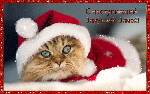 Котенок в новогоднем наряде смайлики картинки