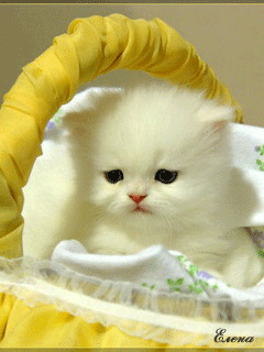 Маленький белый котенок моргает в корзине, отделанной жел...