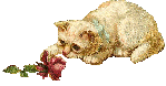 Котик играет розой