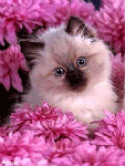 Сиамский котенок в розовых цветах