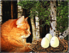 Рыжий котя наблюдает как из яиц в гнезде появляются птенцы