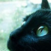 Черный кот (25)