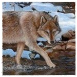 Волк осторожно переходит ручей с лежащим на камнях снегом