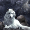 Белый волк сидит на камнях во время дождя и грозы