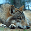 Волк отдыхает