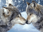 Волки 'целуются'