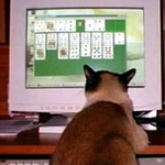 Кот за компьютером 2