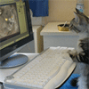 Кот за компьютером