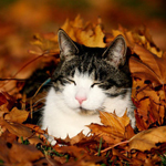 Красивый кот лежит в листьях