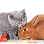 Кот целует кролика
