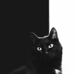 Чёрный кот с белым пятном на шее на чёрно-белом фоне морг...