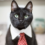 Черный кот с белым воротником и красным галстуком на шее