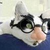 Кот в очках с носом