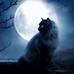 Черная кошка на фоне полной луны