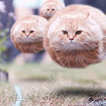 Летающие коты