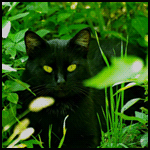 Черный кот в траве с желтыми глазами