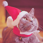 Серый кот в новогодней шапочке