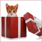 Рыжий кот в виде подарка на новый год