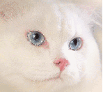 Портрет голубоглазого белого котика