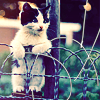 Котенок стоит на заборе